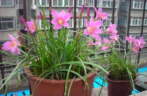 1505804876129486.jpg 兰花移盆后可以浇水吗 多久浇水最合适