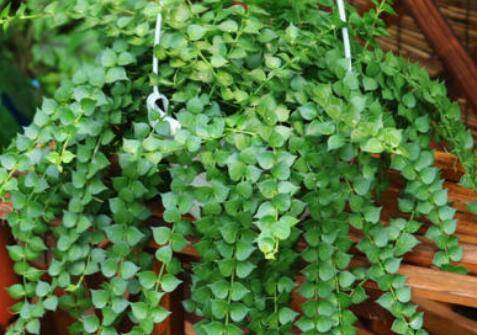 百万心吊兰的爆盆养法