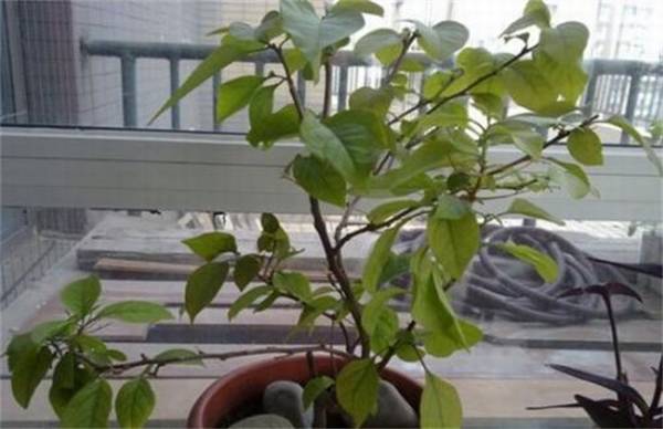 三角梅一直不开花的挽救措施