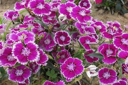 石竹花多开花的养殖方法