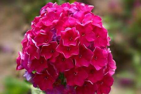 福禄考的花团锦簇养殖技巧