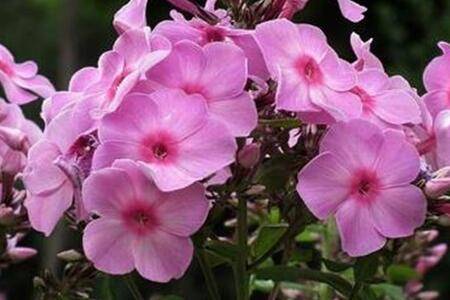 福禄考的花团锦簇养殖技巧