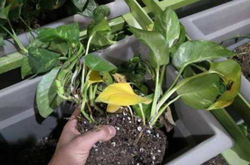 1559396218609588.jpg 刚买回来的绿萝怎么移盆养护