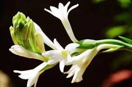 1552048017766697.jpg 晚香玉的养殖方法