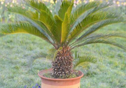 盆栽铁树怎么养