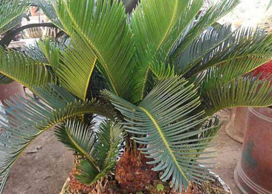 盆栽铁树怎么养