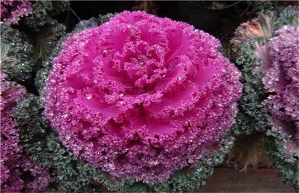羽衣甘蓝好养吗 养殖方法和注意事项