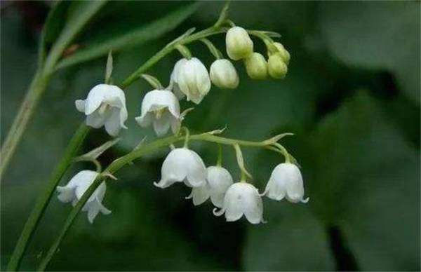 盆栽铃兰花养殖方法和注意事项