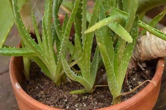 芦荟分株怎么养?芦荟分株养殖方法