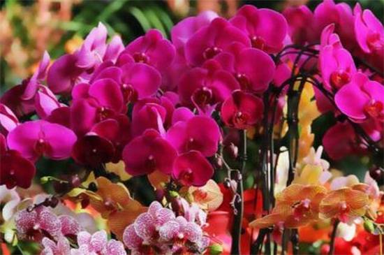 蝴蝶兰怎么扦插?不能随意摘取枝条