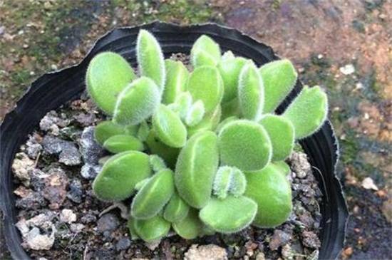 熊童子平铺叶插方法