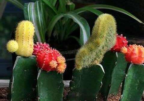 仙人球要怎么嫁接?仙人球的嫁接方法步骤