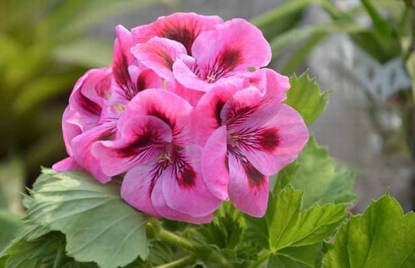 天竺葵的扦插繁殖时间方法