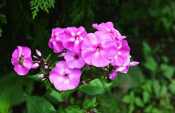 天竺葵的扦插繁殖时间方法