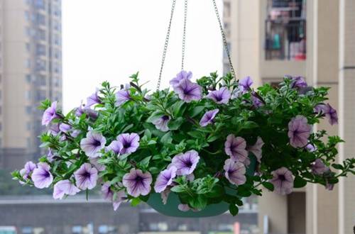 1558700812782188.jpg 矮牵牛怎么繁殖 矮牵牛的播种种植方法