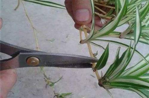 1563083356133953.jpg 土培吊兰的扦插方法和注意事项