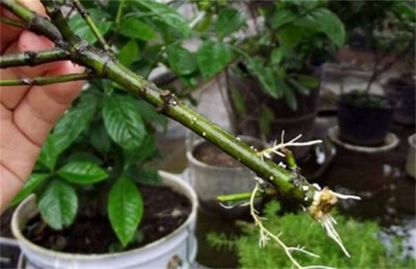 栀子花的扦插繁殖方法
