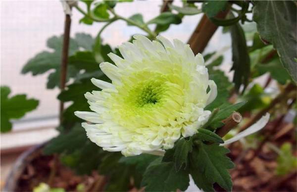 菊花怎么嫁接方法流程介绍