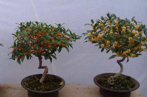 1472628642494736.jpg 盆栽桂花的养殖方法