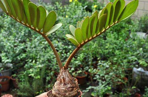 1521797510287796.jpg 美洲铁好养吗 来看美洲铁的养护技巧