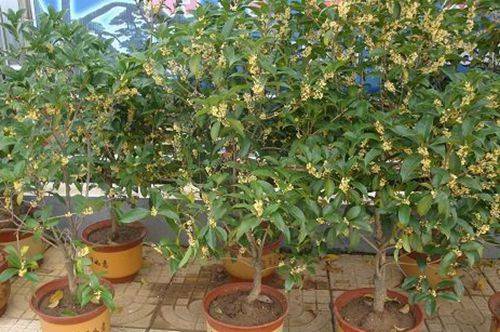 1472628656485355.jpg 盆栽桂花的养殖方法