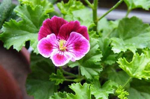 1521708988327127.jpg 天竺葵多开花的养护技巧