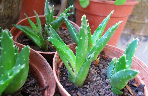 养好不夜城芦荟的养殖知识汇总