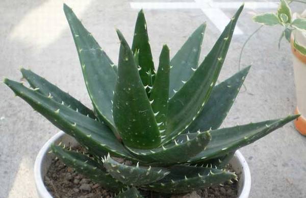 养好不夜城芦荟的养殖知识汇总