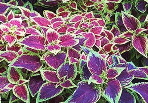 彩叶草的养殖方法和注意事项