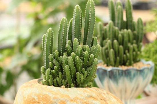 仙人掌的盆栽养护技巧