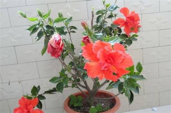 让扶桑花全年开花的养护诀窍
