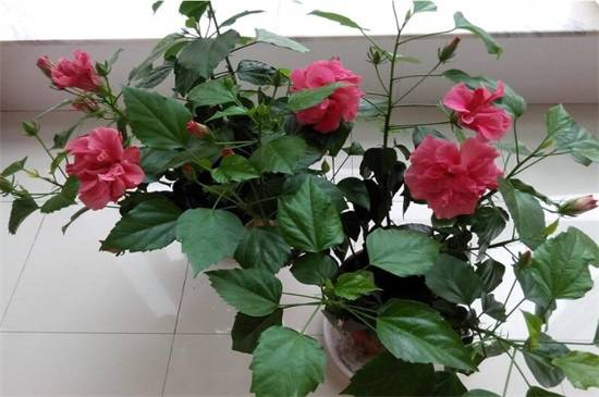 让扶桑花全年开花的养护诀窍