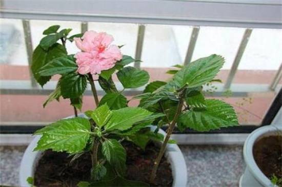 让扶桑花全年开花的养护诀窍