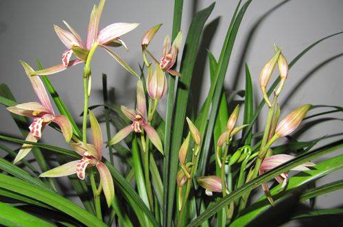 1478487736961846.jpg 南方哪种兰花最好养