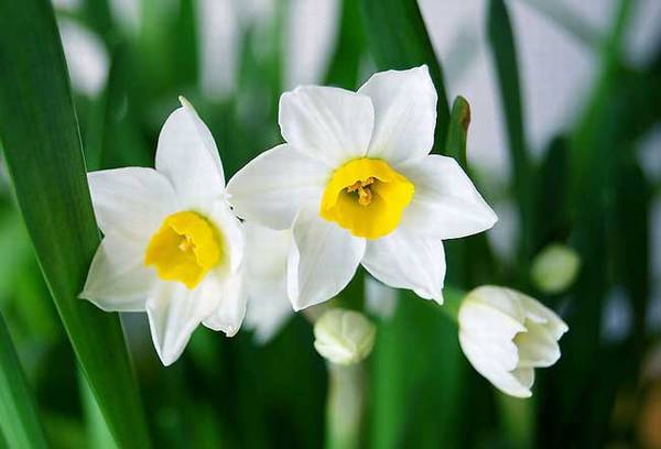 关于水仙花的水培和土培养殖方法