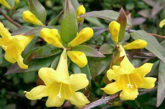 法国香水茉莉要怎么养