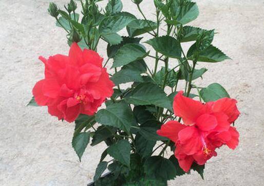 扶桑花不掉花养护注意这几点