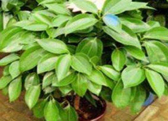 平安树好养吗?多注意这几点养护