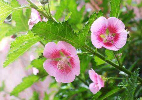 小木槿怎么安全过冬