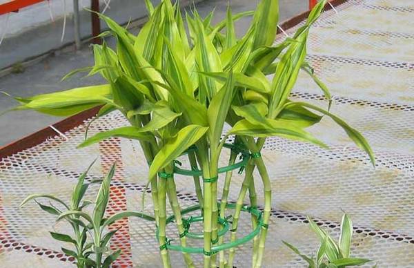 养好富贵竹的修剪方法