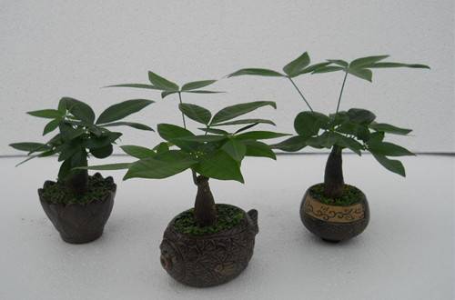 1511768443243559.jpg 放桌上的盆栽小发财树养护方法