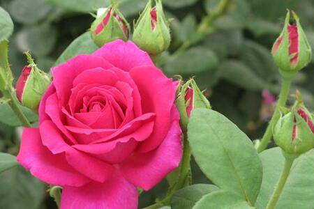 �����¼�����ò�������Ҫע��ʲô