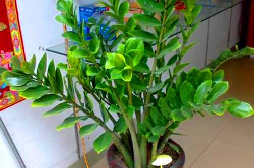 �����Ǯ���Ļ��輰��������