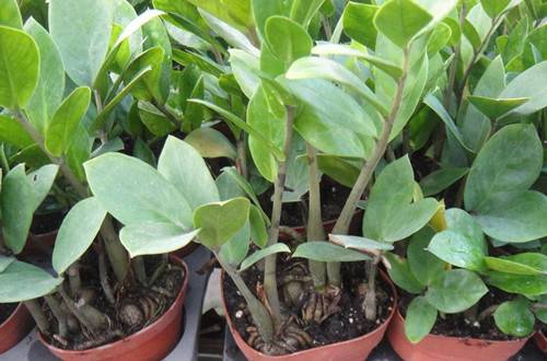 �����Ǯ���Ļ��輰��������