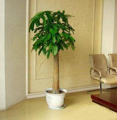 客厅里摆放什么植物好