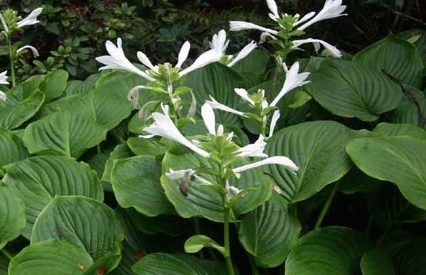 玉簪花好养吗 玉簪花的养殖方法