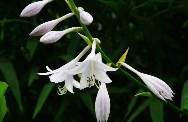 玉簪花好养吗 玉簪花的养殖方法
