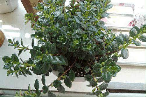 1469235247756068.jpg 金鱼吊兰的养殖方法