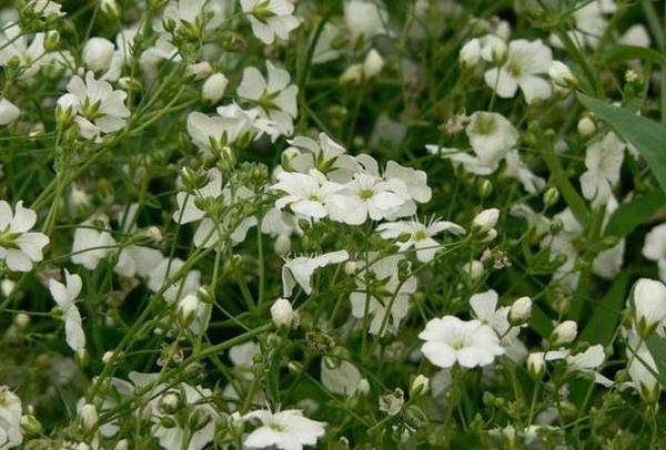 满天星怎么养好