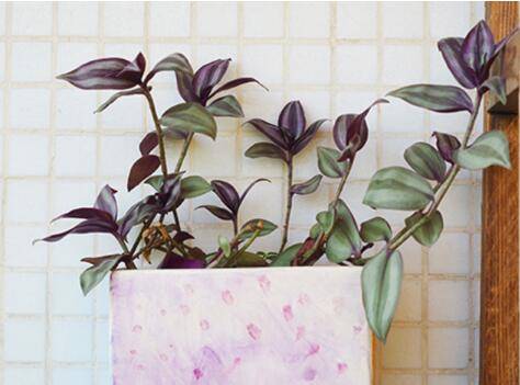 吊竹梅好养活吗 看看怎么才能养旺盛